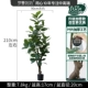 King Kong Tree 210см отправляет SFF