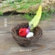 Середина -NEST+Shuangxi Bird 1+2 яйца