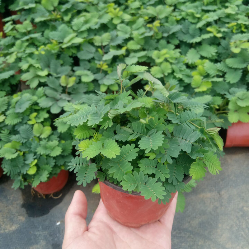 Купить Содержит Мимоза небольшой бассейн растение завод стол интерес ...