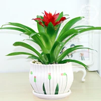 Удачи [цветок травы среднего размера]