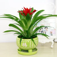 Удачи [зеленая счастливая среда]