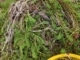 Фокс -хвост водоросли корни разбросаны 3 фунта