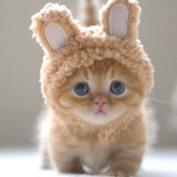 Шлем, милый кролик, шапка, кукла с аксессуарами, популярно в интернете, кот