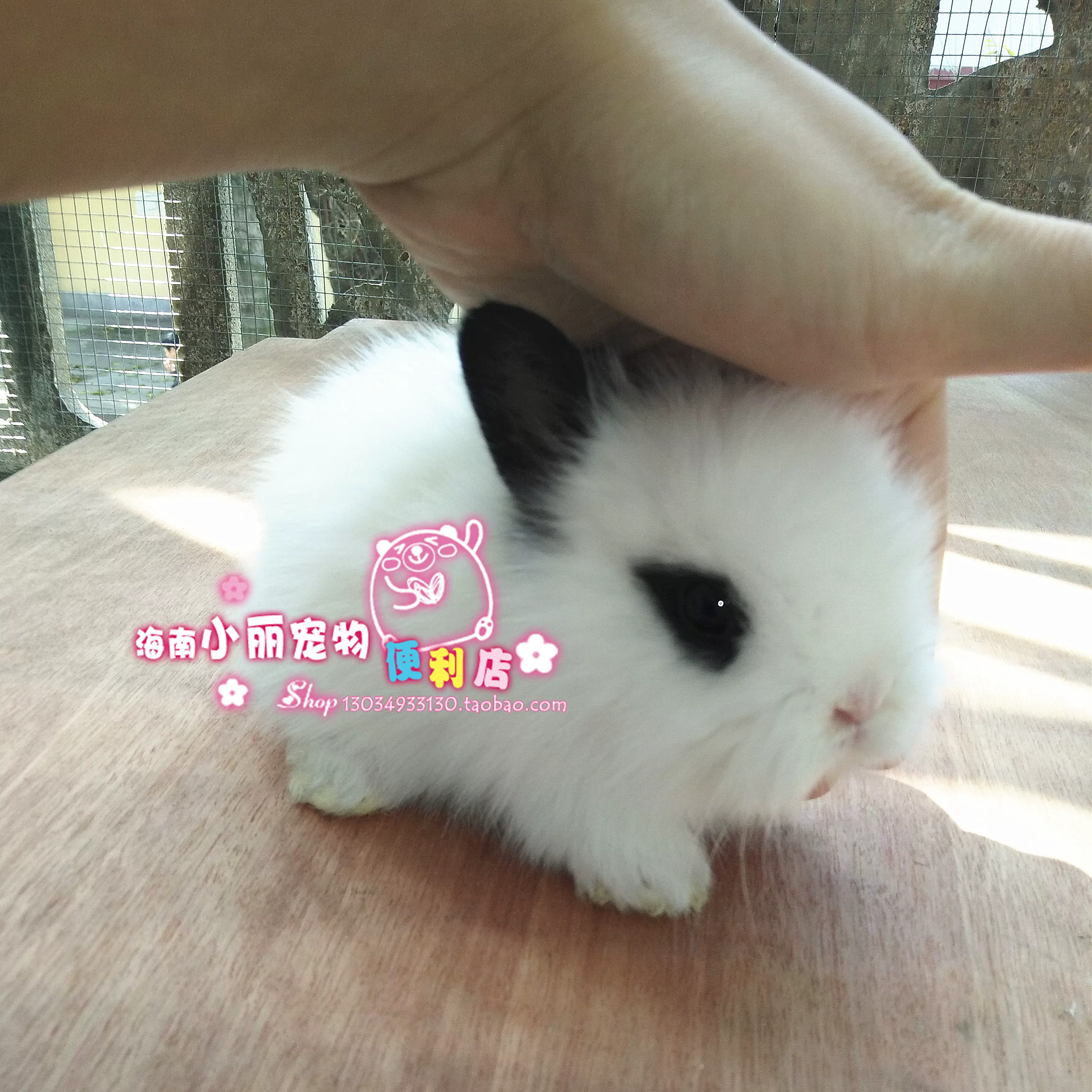[Магазин Hainan Xiaoli] Карликовый кролик, Begonia phoenix-eyed cat rabbit, мини- кролик, короткоухий