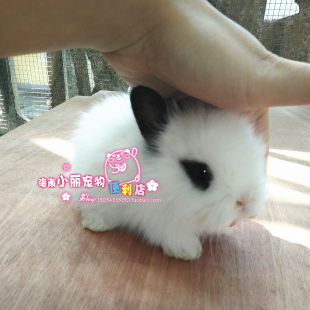 [Магазин Hainan Xiaoli] Карликовый кролик, Begonia phoenix-eyed cat rabbit, мини- кролик, короткоухий
