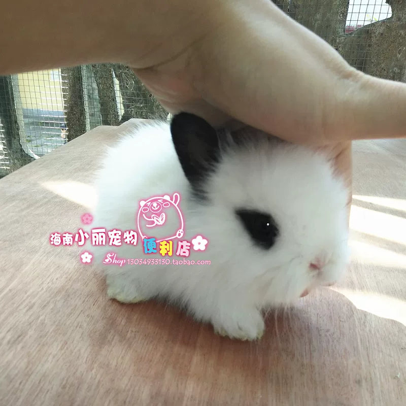 [Магазин Hainan Xiaoli] Карликовый кролик, Begonia phoenix-eyed cat rabbit, мини- кролик, короткоухий