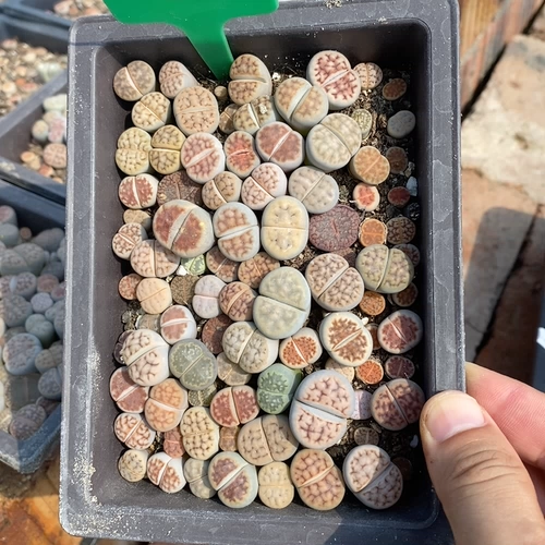 Shengshi Flower Little Mite One Shot 46997