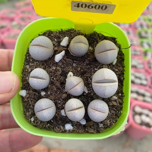 Shengshi Flower Little Mite One Shot 40600