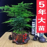 Бамбуковый горшечный растение Внутренний цветочный офис на рабочем столе на рабочем столе зеленый растение всасывание