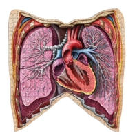 Человеческая грудная клетка/человеческая грудь