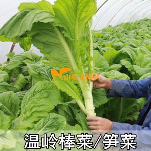 Семена Wenling Bangcai Taizhou Бамбуковые овощи могут высушенные овощи сливы могут есть горчицы