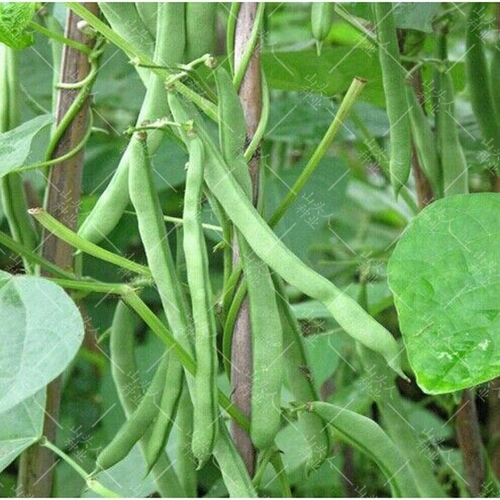 Семена Timpyvine Douque Four Seasons транслировать Kidminton Bean Corner Seeds Spring High -Yield Раннее приготовленное раннее на полке овощи семян
