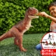 Mattel Tyrannosaurus Rex Kỷ Jura Bộ Phim Khủng Long Đồ Chơi Thế Giới 3 Cuộc Thi Giganotosaurus Velociraptor Bull Tyrannosaurus GCT95