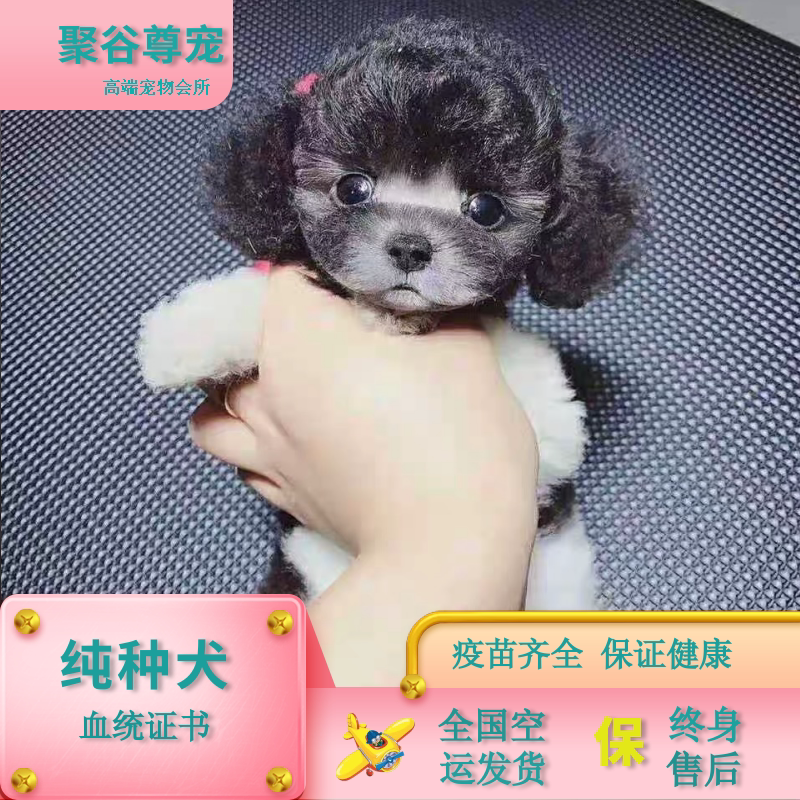 泰迪幼犬多少钱