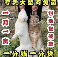 Кролик Living Live, кролик Bado Mother of Giant White Rabbit Live Pet Family Calbbit Rabbit Rabbit Rabbit Miao Yueyue Rabbit