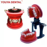 Dental Orthodontic Model Typodont Teeth Model For Dental Tec