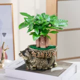 Фортуна в горшках в горшках ежемесячно Денежное дерево Зеленое растение бонсай офисное помещение в помещении гостиной для очистки воздушных цветов
