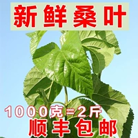 SF-FRESH Статочная листья 2 фунта