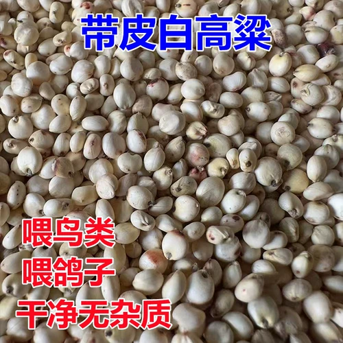[2022新高粱白高粱带皮去壳白高粱米鸽子粮鸟粮鹦鹉仓鼠零食鸽饲料]