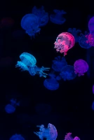 Папу нитрин баба медуза медуза медуза медуза медуза домашняя медуза Живая медузы
