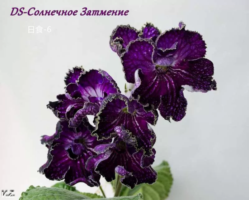Новый продукт-орхидея DS-затмение затмение