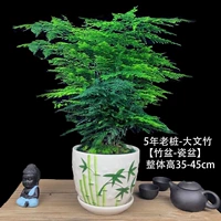 5-летние саженцы Вэньчжу [бассейн бамбука]