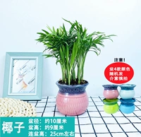 Кокос + цветная фарфоровая раковина (керамика)