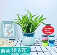 Хлорофитум + цветная фарфоровая раковина (керамика)