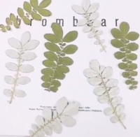 Прозрачный