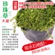 [珍珠草大盆]