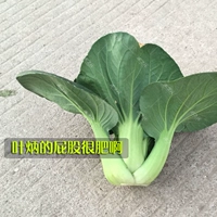 Suzhou Green 50G Original (много мяса)