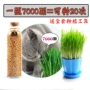 Cát hạt giống cỏ văn hóa đất để nhổ tóc bóng bộ mèo snack mèo cung cấp điều hòa dạ dày hai để gửi catnip thức ăn của mèo