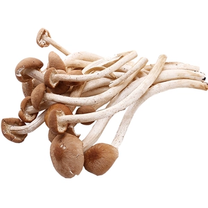 【Fungiverse】Гриб чайного дерева (удаленный корень) 150г