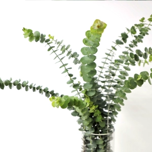 Eucalyptus 1 Piece