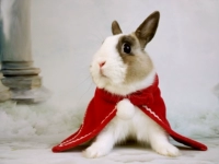 Кролик, одежда, красный маленький плащ, домашний питомец, с вышивкой