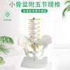 Small pelvis attached five lumbar lumbar spine
