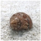 Cat's Eye Snail 5-6 Scm Roth Routh составляет около 2,5 см