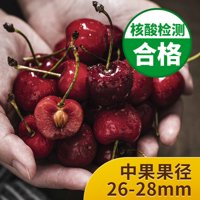 Chilel Carey J -class 1 Box 450G от 450G