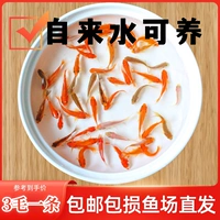 Shandong Goldfish Live and Live, хорошую жизнь пресноводных наблюдений