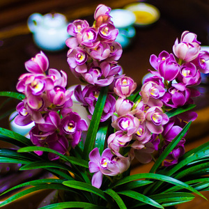 兰花苗红酒之恋带花苞