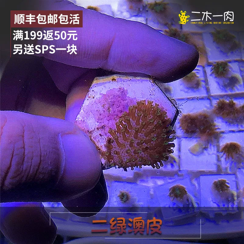 Кожаное изделие Erluo Ao Искусственная кожа Erluo кожа Зеленая борода кожа Ракушка жить SF Express бесплатная доставка и повреждения