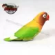 58 красочный попугай