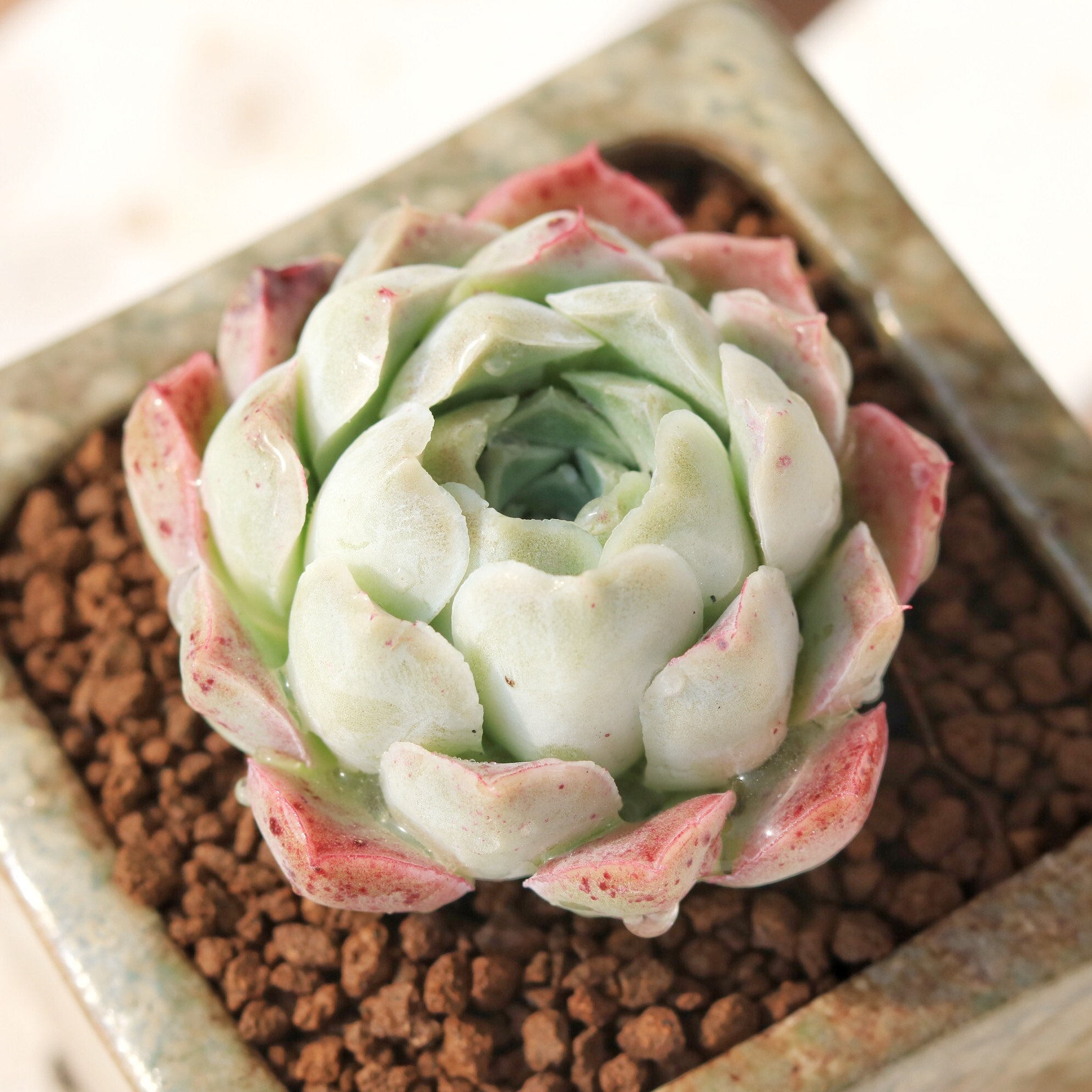 沁心多肉植物云南多肉组合盆栽微景观乌卅里