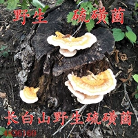 Северо -восточная дикая серная бактерия Huang Ganoderma lucidum Changbai Mountain Sulfurius, Huang Lingzhi Dry Product Новые товары