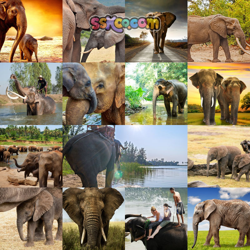 高清JPG素材大象图片亚非洲象大草原象群幼崽野生动物摄影特写照