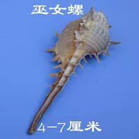 1 ведьма твердый 1