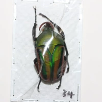 Мужской №2 34мм