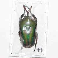 Мужской №6 41мм