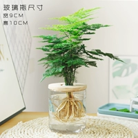 Творческий бамбуковый гидропоник [9*10 стекло+деревянная крышка]