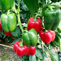 6 саженцев красного цвета перца